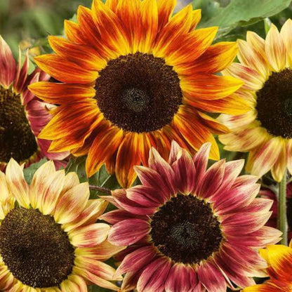 Rainbow Sunflower Seeds - Heirloom Flower Plant for Home Gardens