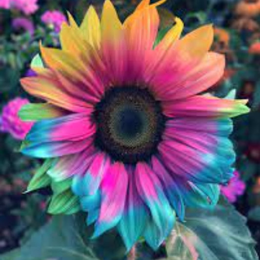 Rainbow Sunflower Seeds - Heirloom Flower Plant for Home Gardens