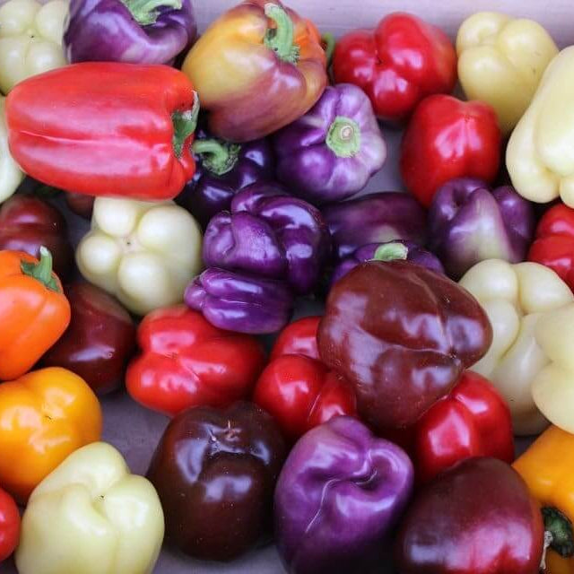 Rainbow Sweet Pepper Seeds 