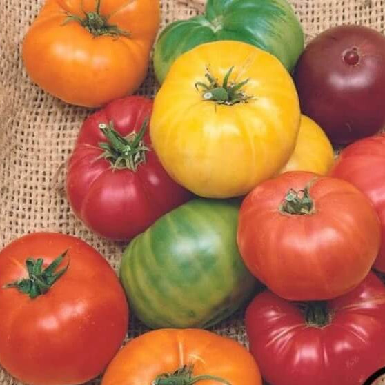 Rainbow Tomato Seeds