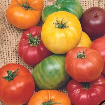 Rainbow Tomato Seeds