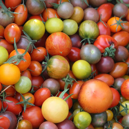Rainbow Tomato Seeds