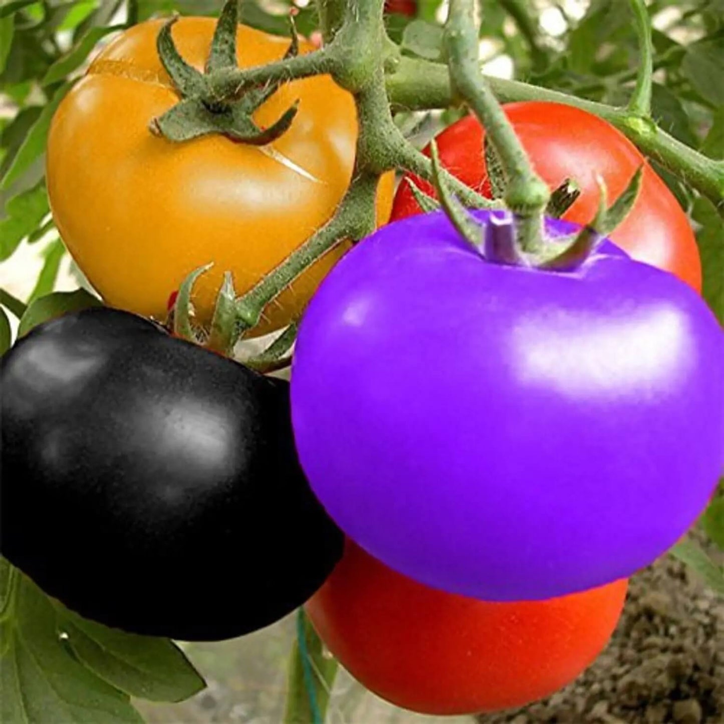 Rainbow Tomato Seeds
