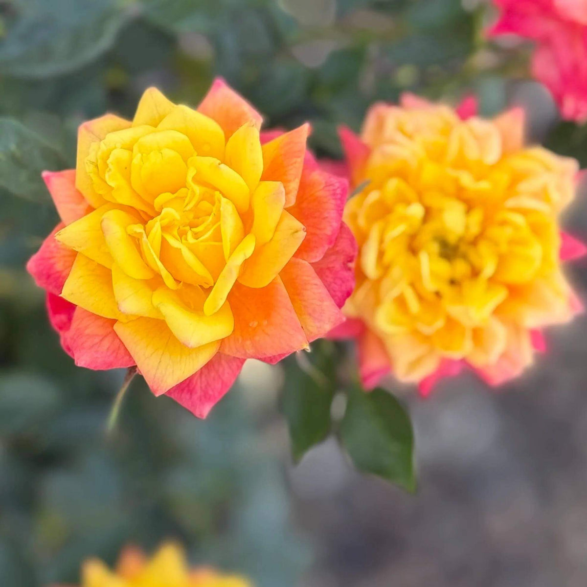 Rainbow's End Miniature Rose Seeds - Heirloom Flower Plant for Home Gardens