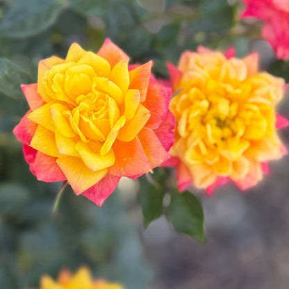 Rainbow's End Miniature Rose Seeds - Heirloom Flower Plant for Home Gardens
