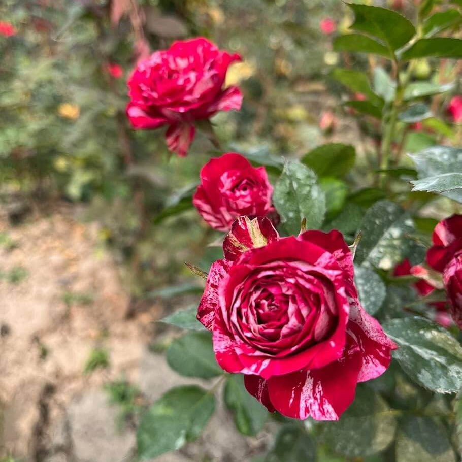 Rainbow's End Miniature Rose Seeds - Heirloom Flower Plant for Home Gardens