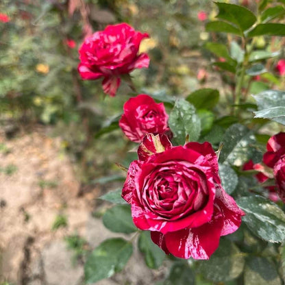 Rainbow's End Miniature Rose Seeds - Heirloom Flower Plant for Home Gardens
