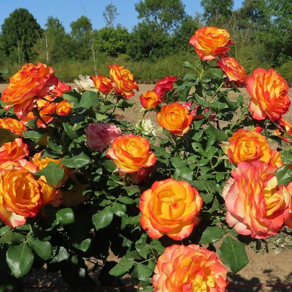 Rainbow's End Miniature Rose Seeds - Heirloom Flower Plant for Home Gardens