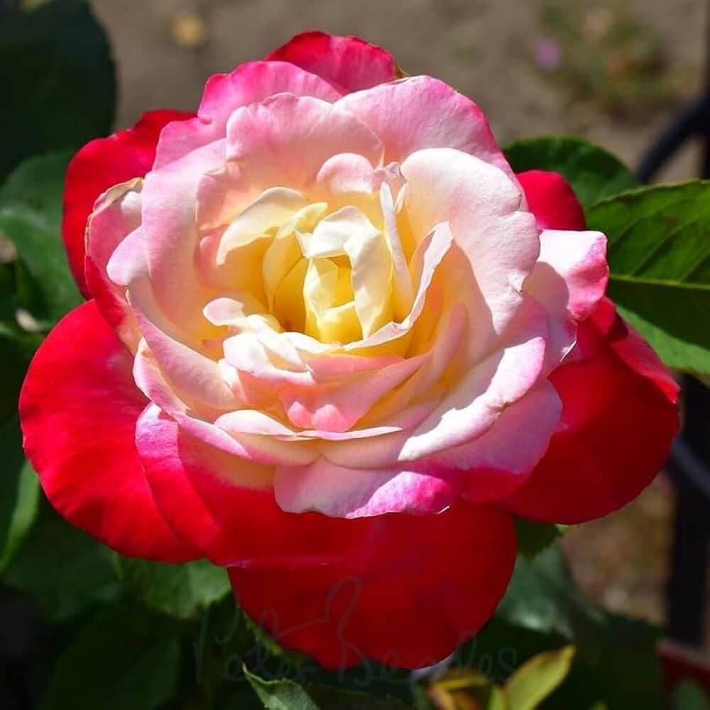 Rainbow's End Miniature Rose Seeds - Heirloom Flower Plant for Home Gardens