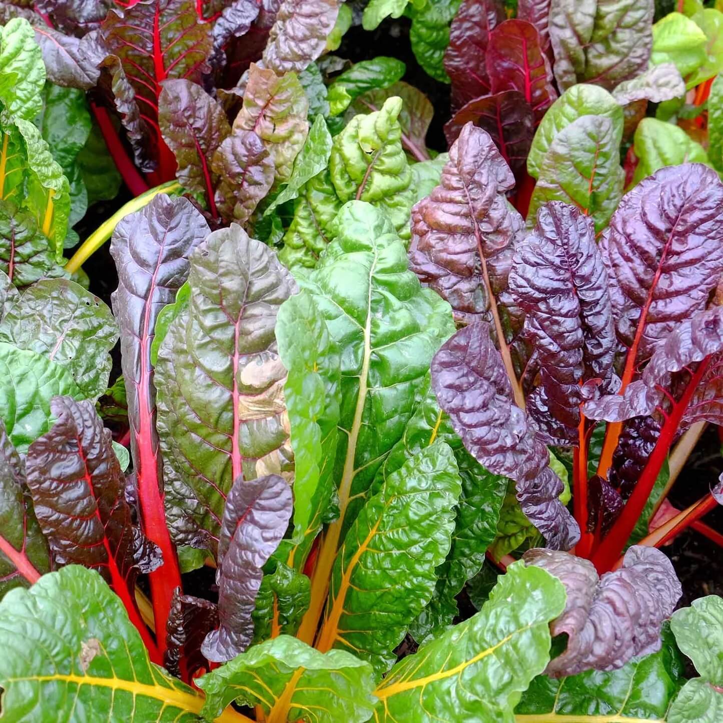 Rainbow swiss chard seeds - Vegetable Plant