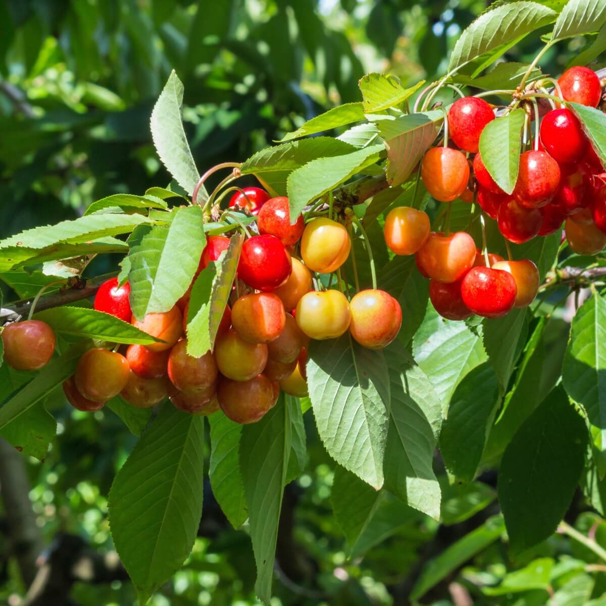 Rainier Cherry Seeds
