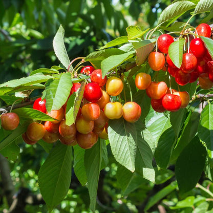 Rainier Cherry Seeds