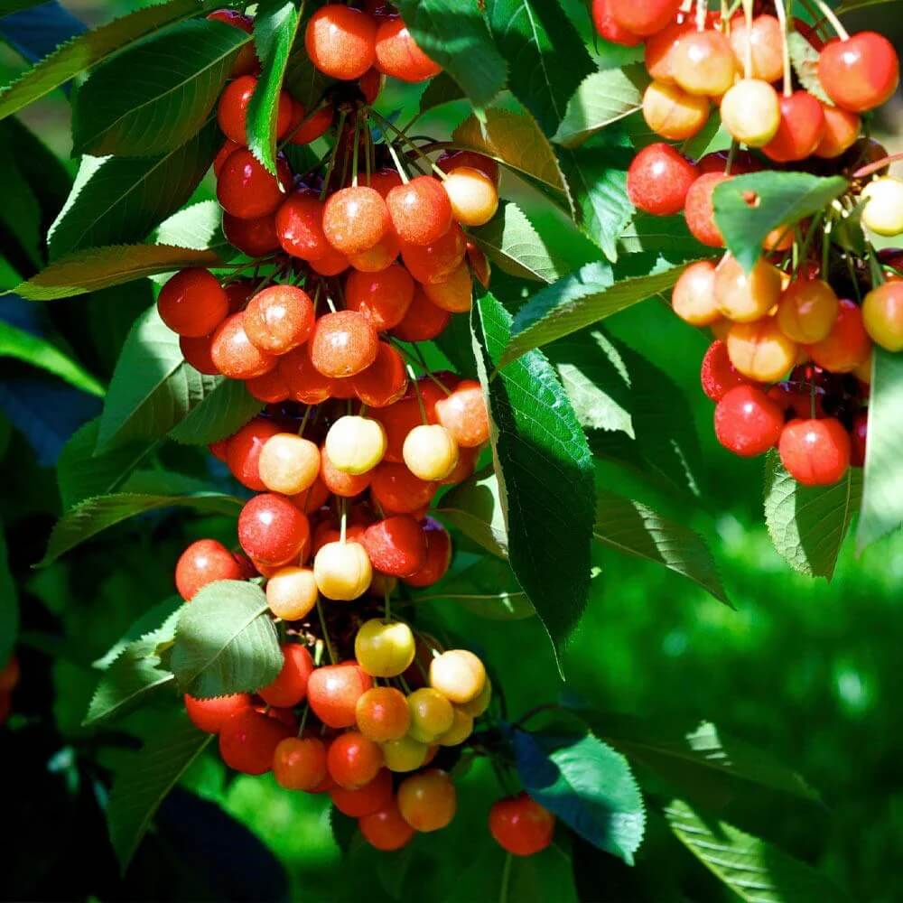 Rainier Cherry Seeds