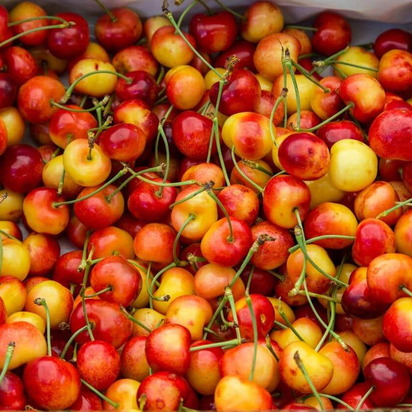 Rainier Cherry Seeds
