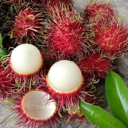 Rambutan Seeds - Fruit Plant for Home Gardens