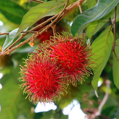 Rambutan Seeds - Fruit Plant for Home Gardens