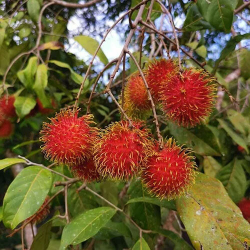 Rambutan Seeds - Fruit Plant for Home Gardens