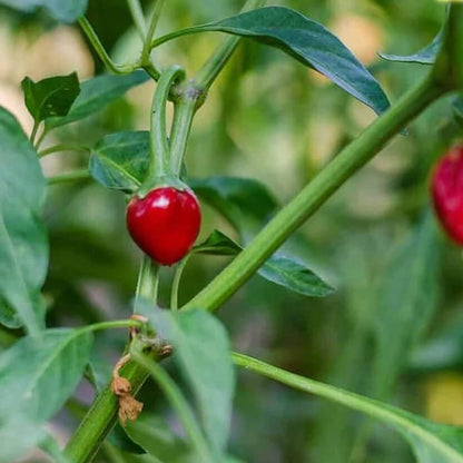 Ramnad Mundu Round Chilli Seeds