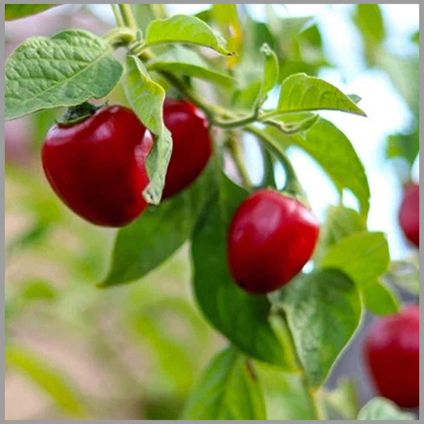 Ramnad Mundu Round Chilli Seeds
