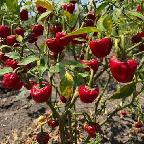 Ramnad Mundu Round Chilli Seeds