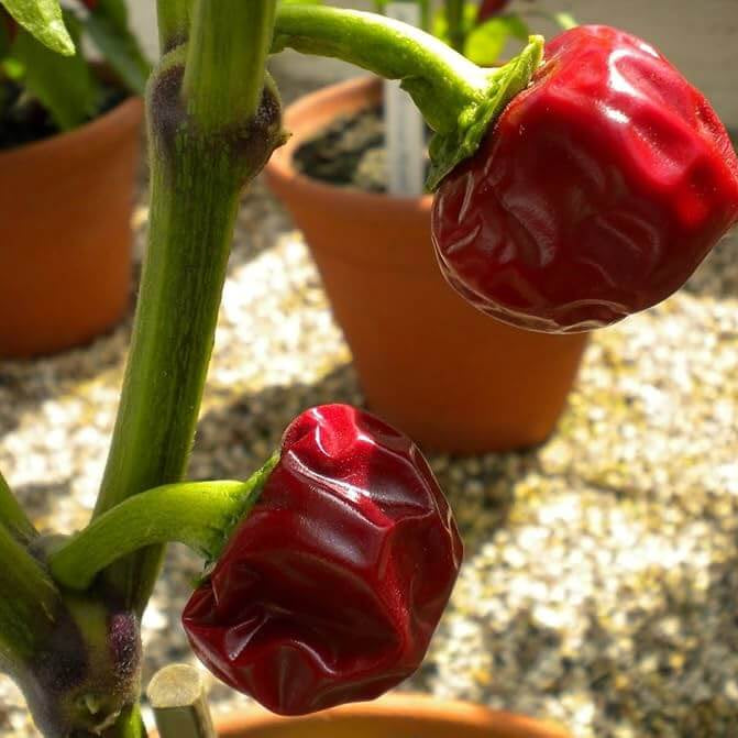 Ramnad Mundu Round Chilli Seeds