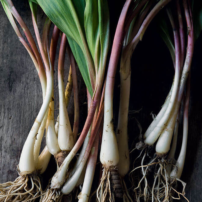 Ramp Seeds - Vegetable Plant for Home Gardens