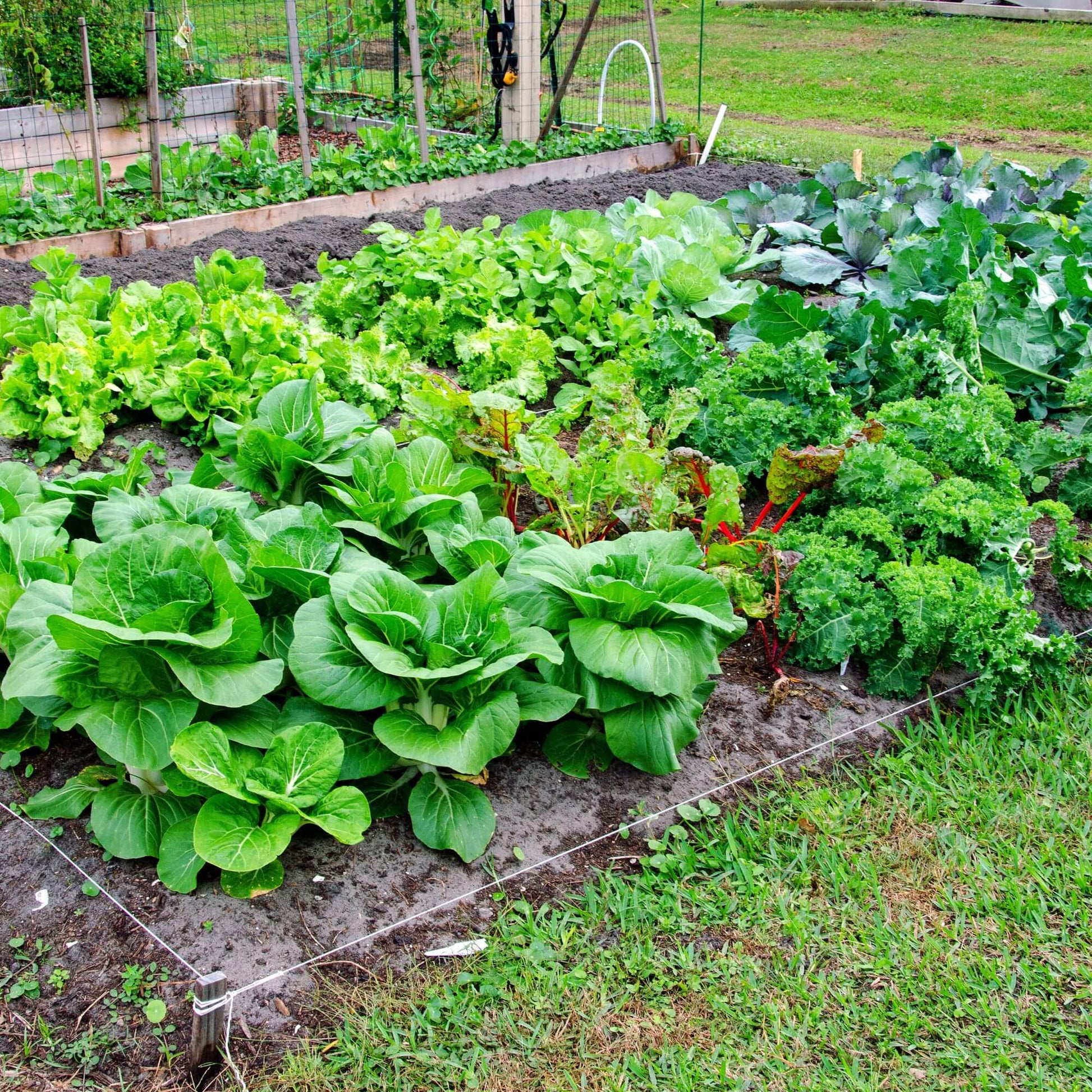 Ramp Seeds - Vegetable Plant for Home Gardens