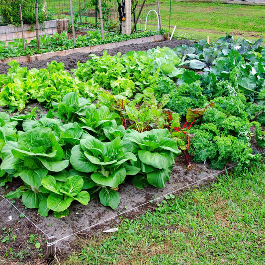 Ramp Seeds - Vegetable Plant for Home Gardens