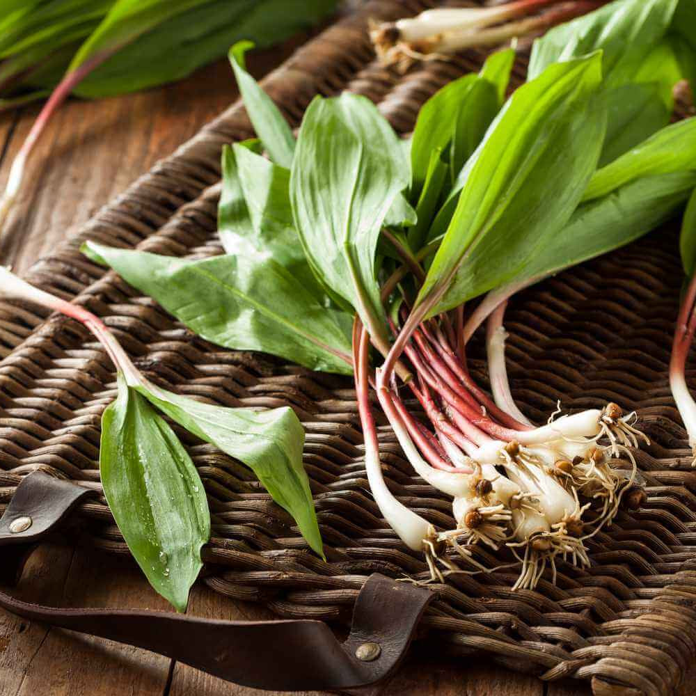 Ramp Seeds - Vegetable Plant for Home Gardens