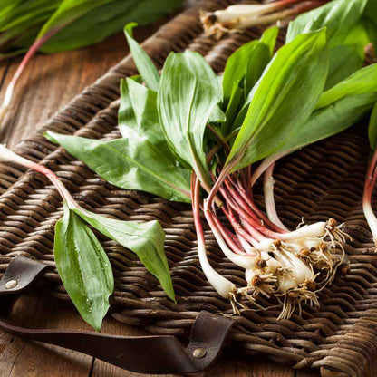 Ramp Seeds - Vegetable Plant for Home Gardens