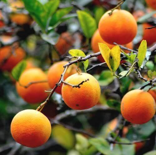 Rangpur Lime Seeds 