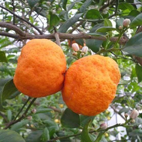 Rangpur Lime Seeds 