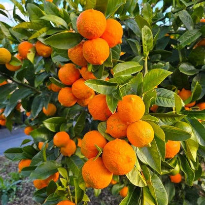 Rangpur Lime Seeds 