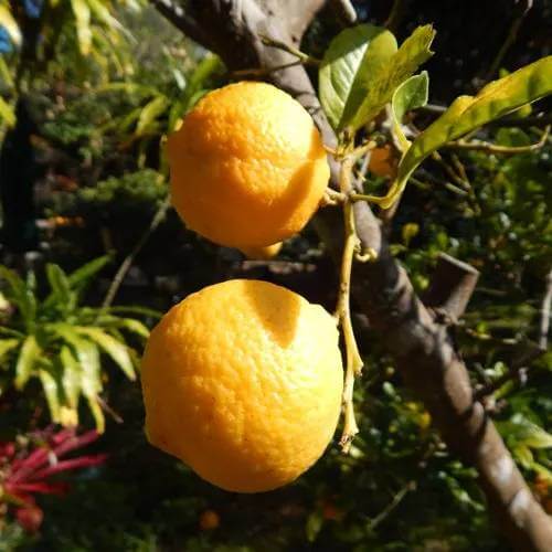 Rangpur Lime Seeds 