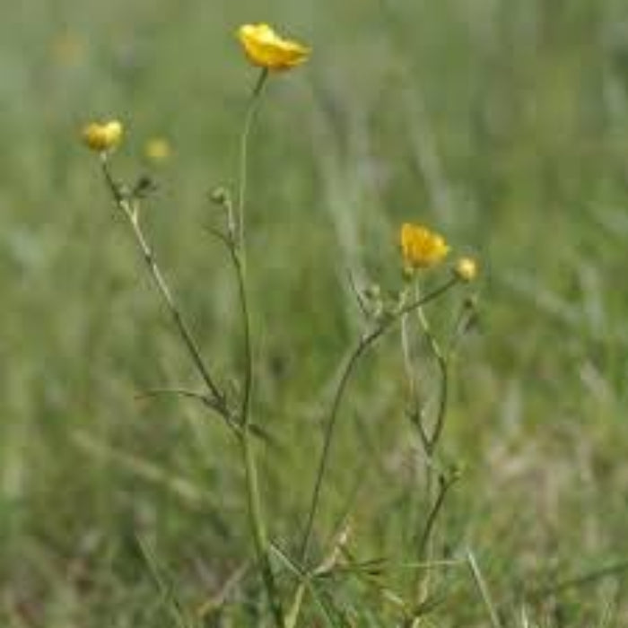 Ranunculus Acris Seeds - Heirloom Vegetable Plant for Home Gardens
