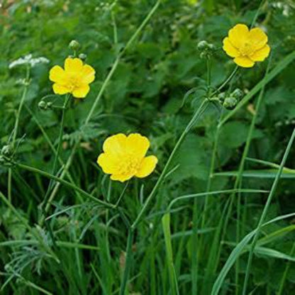 Ranunculus Acris Seeds - Heirloom Vegetable Plant for Home Gardens
