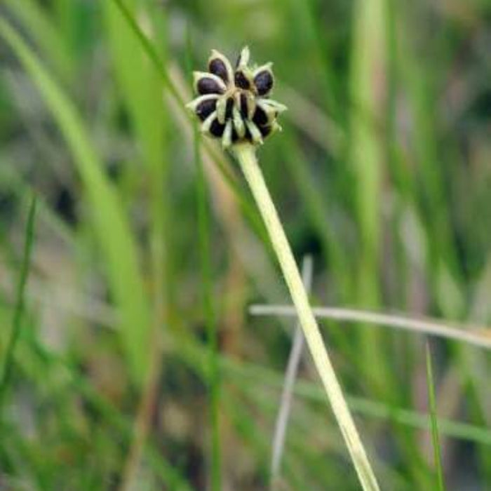 Ranunculus Acris Seeds - Heirloom Vegetable Plant for Home Gardens