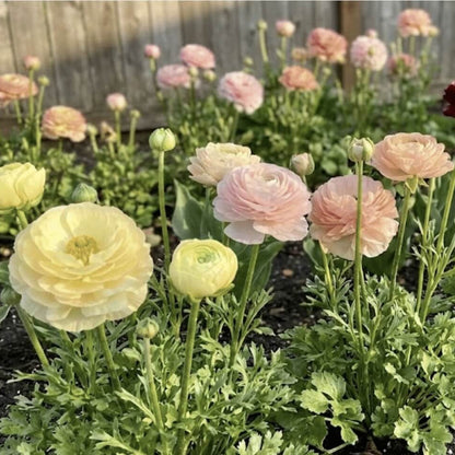 Ranunculus Seeds