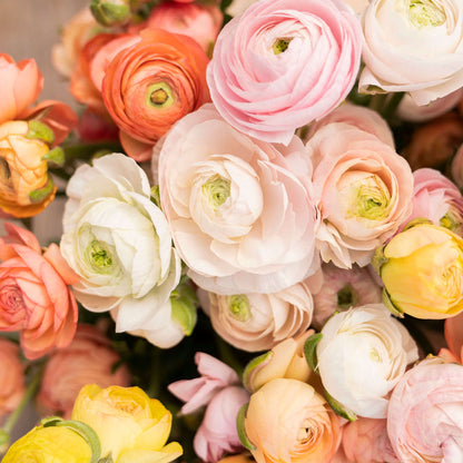 Ranunculus Seeds