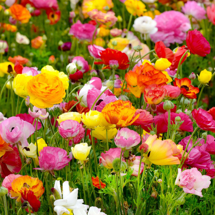 Ranunculus Seeds