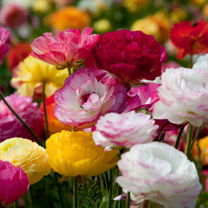 Ranunculus Seeds