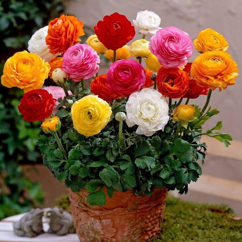 Ranunculus Seeds - Flower Plant