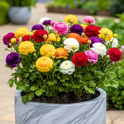 Ranunculus Seeds - Flower Plant