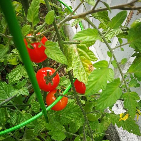 Rapunzel Tomato Seeds