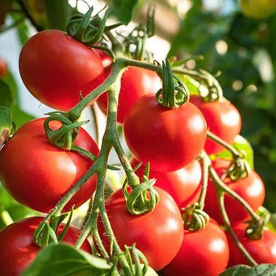 Rapunzel Tomato Seeds