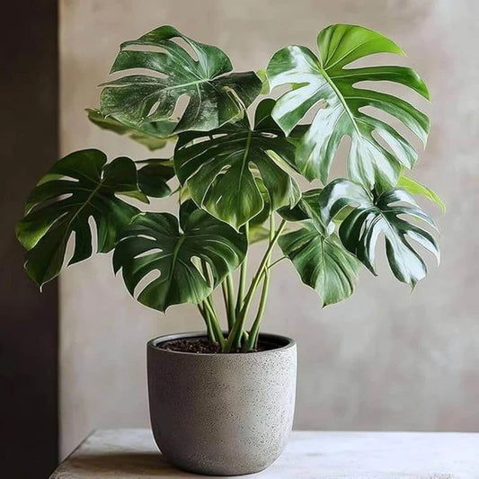Rare Aroid Seeds - Flower Plant
