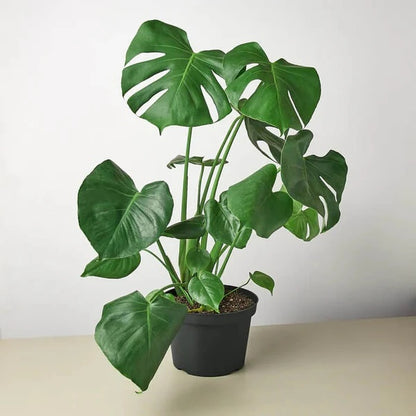 Rare Aroid Seeds - Flower Plant