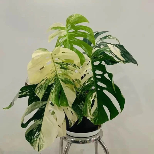 Rare Aroid Seeds - Flower Plant