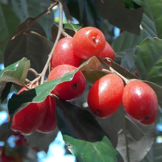 Rare Berry Bush Seeds