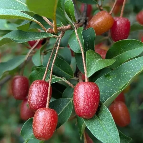 Rare Berry Bush Seeds